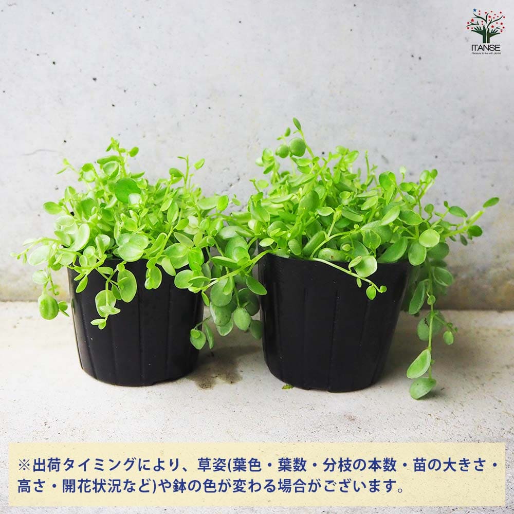 観葉植物 ペペロミア 真亜子 【観葉植物 3号ポット】｜ 【植物の 