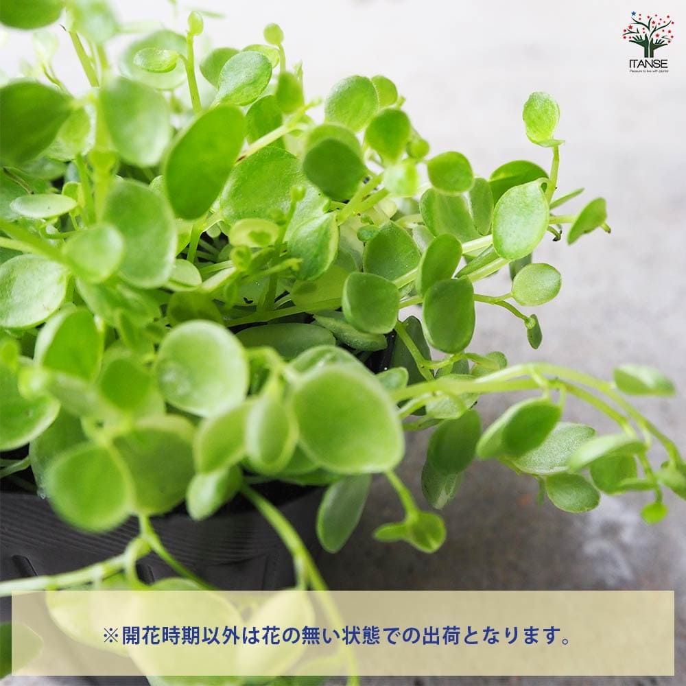 観葉植物 ペペロミア 真亜子 【観葉植物 3号ポット】｜ 【植物の 