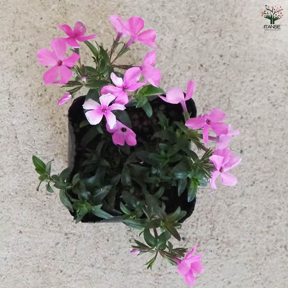 フロックス ウッドランダー ピンク 3個【花苗 9cm】｜ 【植物の