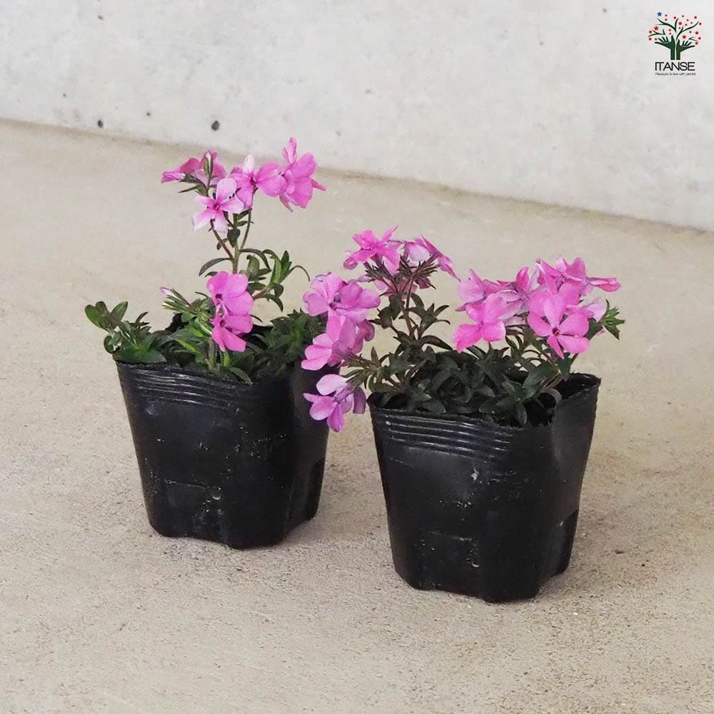 フロックス ウッドランダー ピンク 3個【花苗 9cm】｜ 【植物の