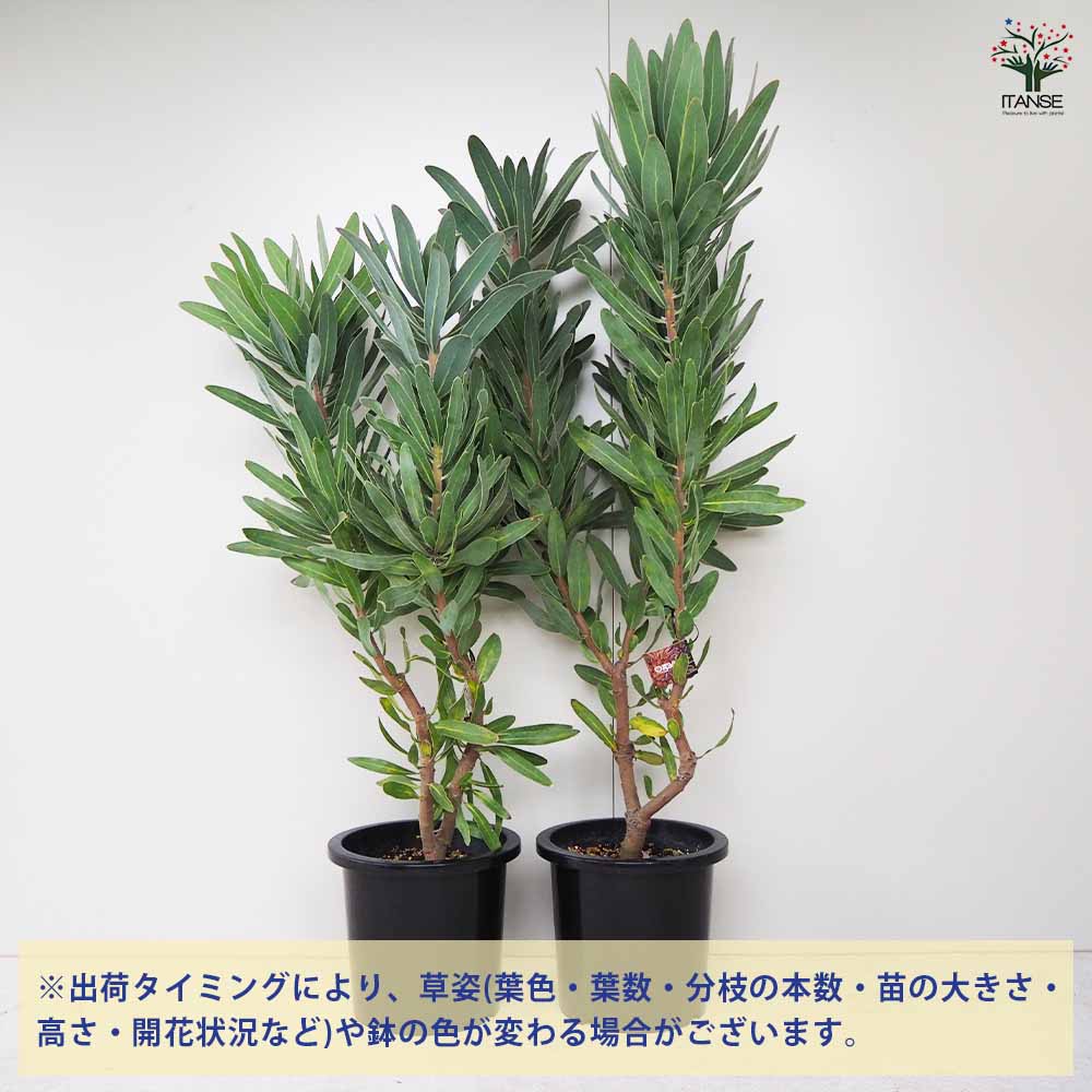 プロテア クリームミンク　1 5_000000017922.jpg?1678209903