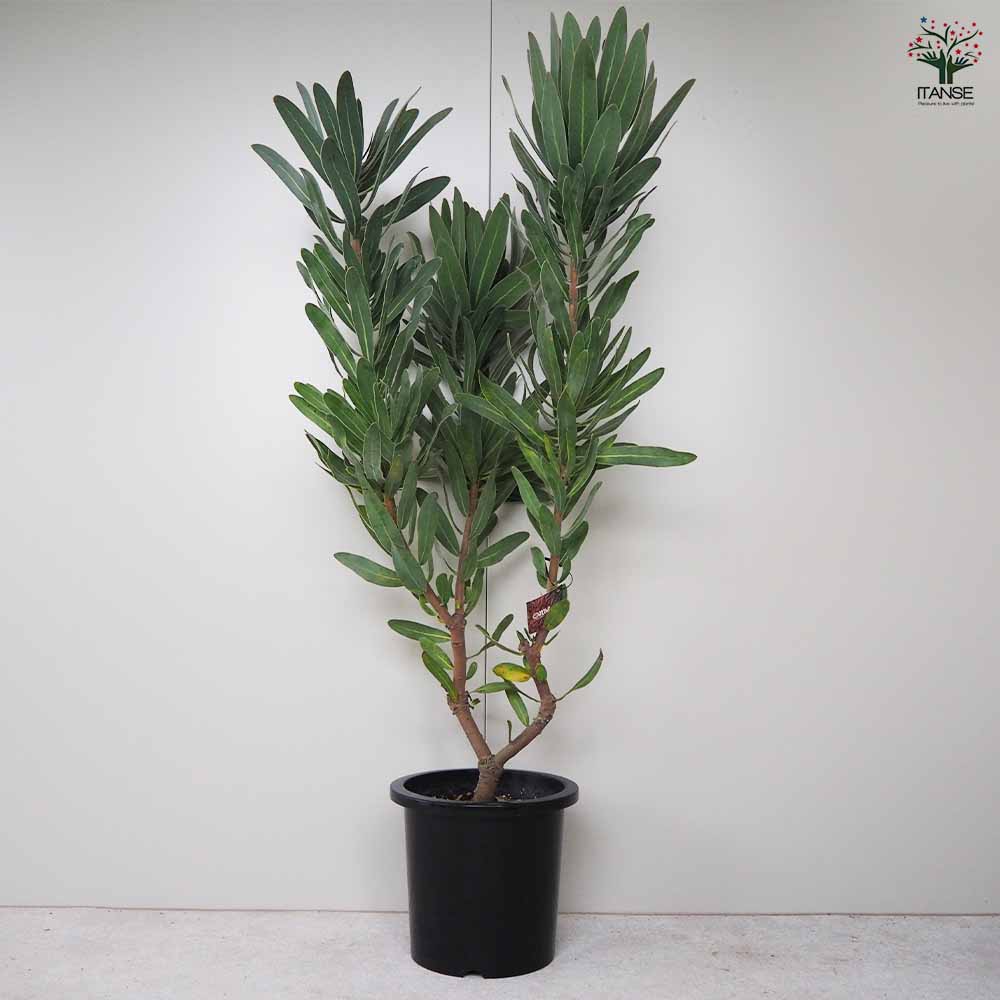 プロテア クリームミンク　4 プロテア クリームミンク | 沼ノ上農園