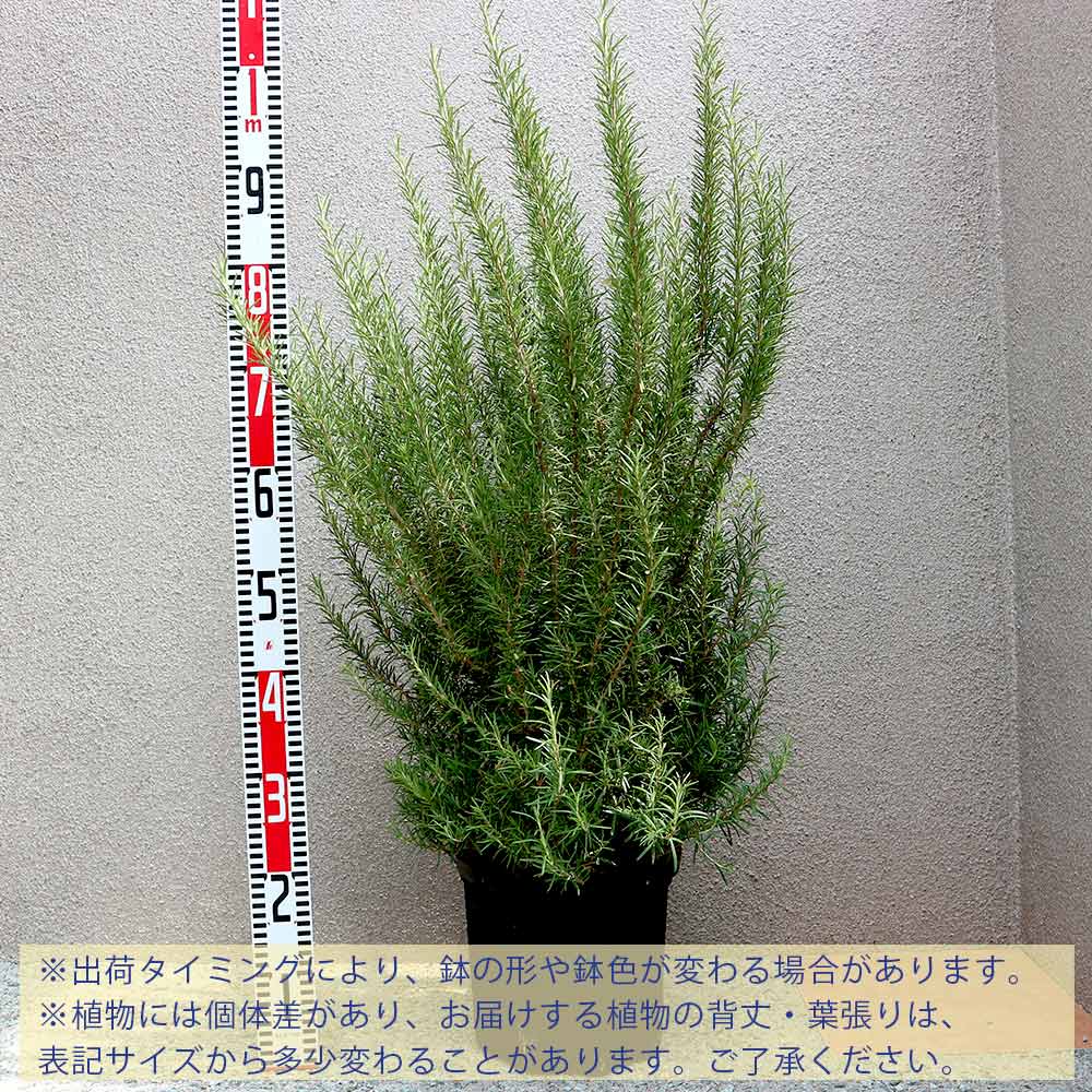 Itanse良品ｾﾚｸﾄ通販