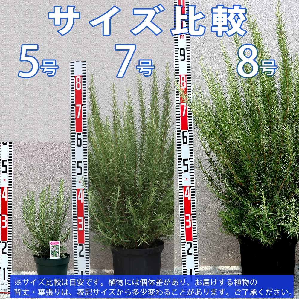 ローズマリー マリンブルー【ハーブ苗 8号鉢／1個】｜ 【植物の