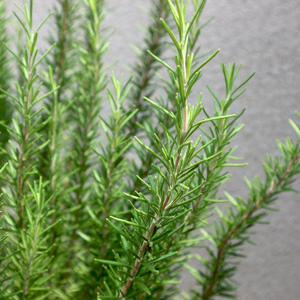 ローズマリー マリンブルー【ハーブ苗 8号鉢／1個】｜ 【植物の