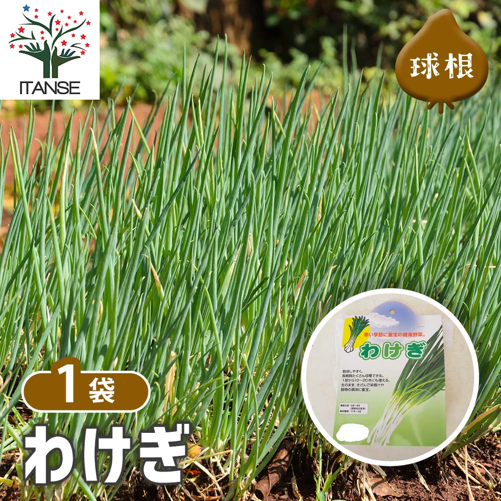 分葱(わけぎ) 種球根【ネット詰め野菜球根 充填時180g／1袋】｜ 【植物