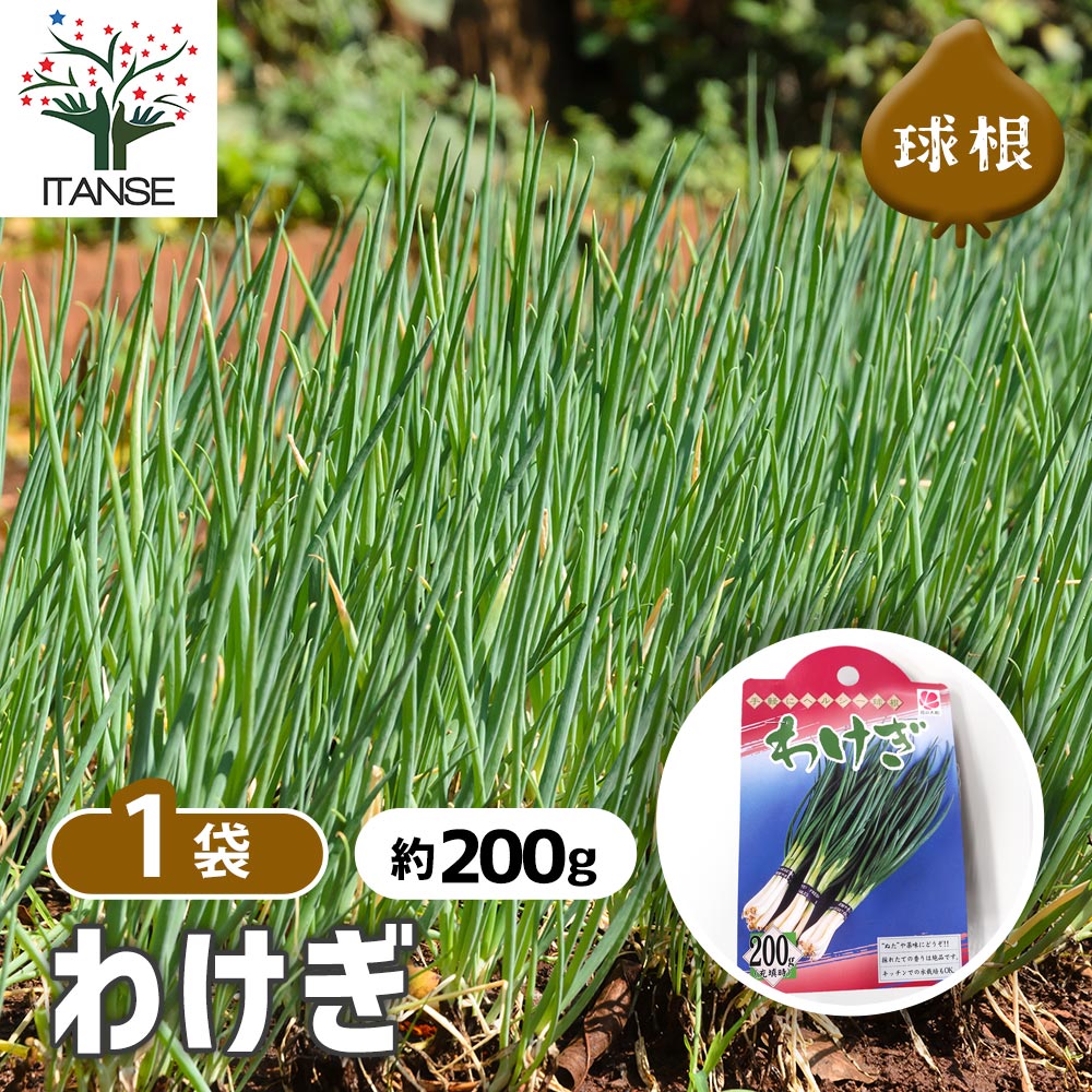 分葱(わけぎ) 種球根【ネット詰め野菜球根 充填時200g/1袋】