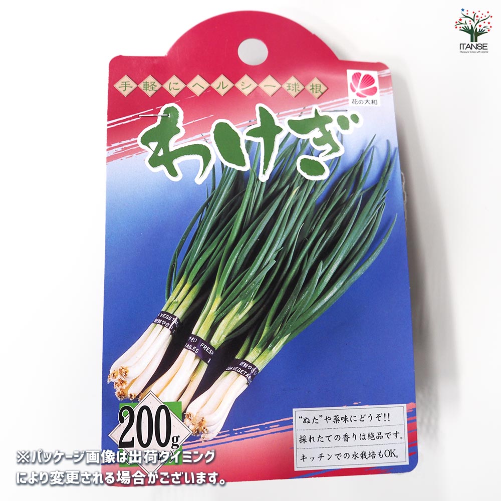 分葱(わけぎ) 種球根【ネット詰め野菜球根 充填時200g/1袋】