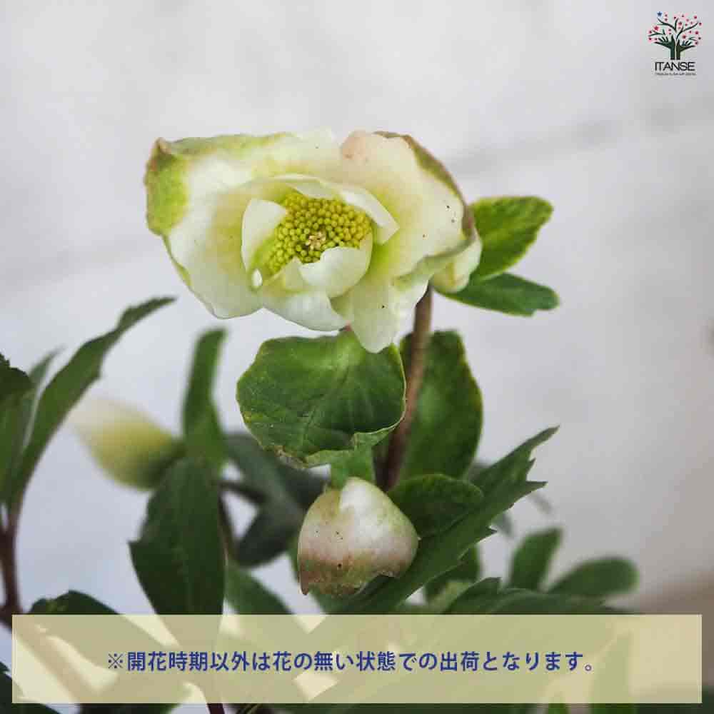 クリスマスローズ パウロ 黒鉢 【花苗 4.5号鉢／1個売り】｜ 【植物の