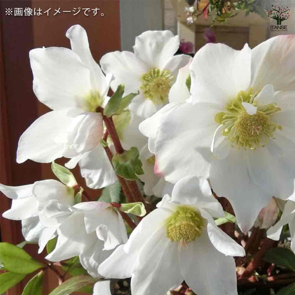 ⭐️花付き⭐️クリスマスローズ５号鉢⭐️４品種⭐️４鉢セット 楽天市場】クリスマスローズ 鉢植え 5号鉢の通販