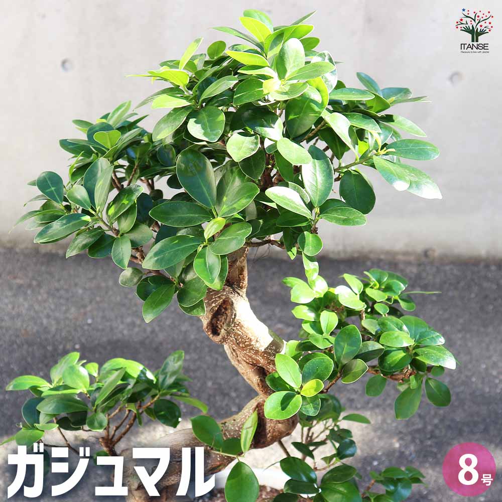 ガジュマル 曲がり仕立て 【観葉植物 8号／1個売り】