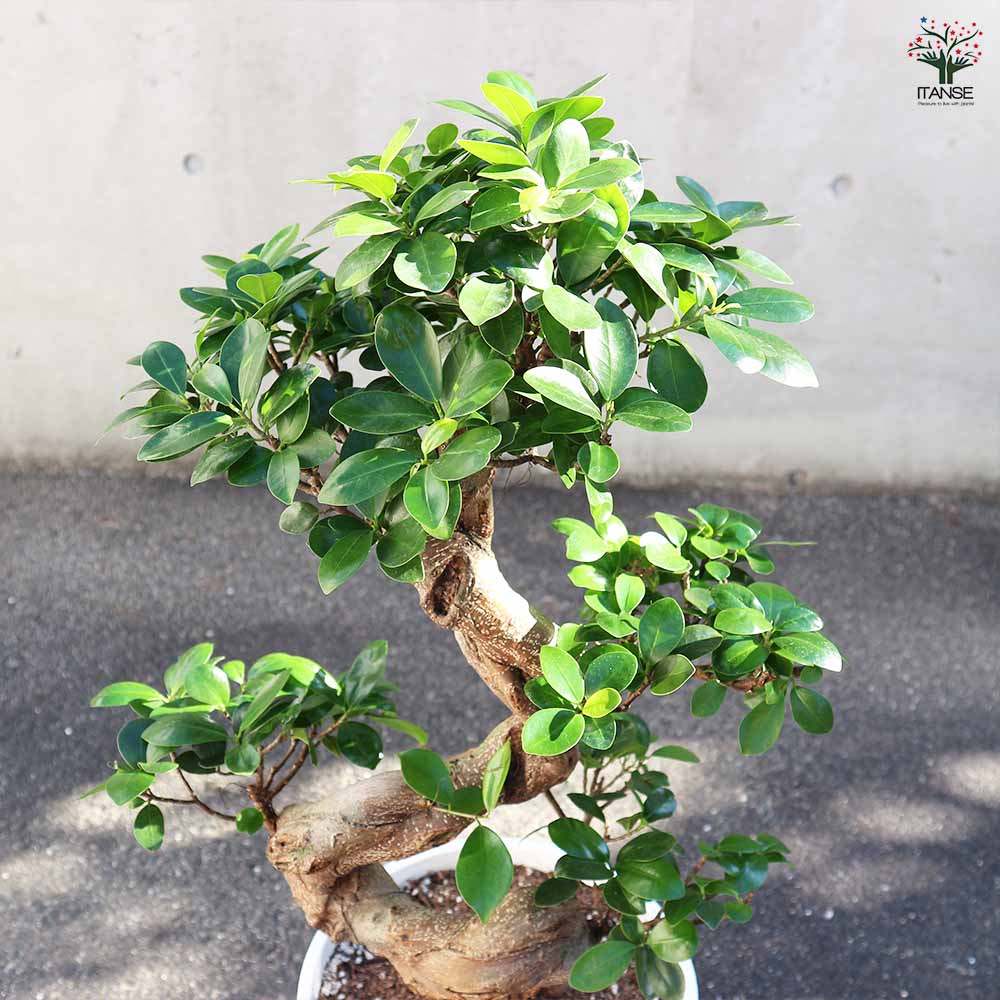 ガジュマル 曲がり仕立て 【観葉植物 8号／1個売り】