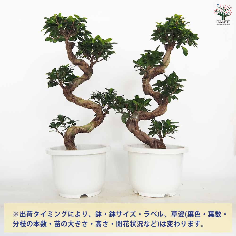 ガジュマル 曲がり仕立て 【観葉植物 7～8号／1個売り】