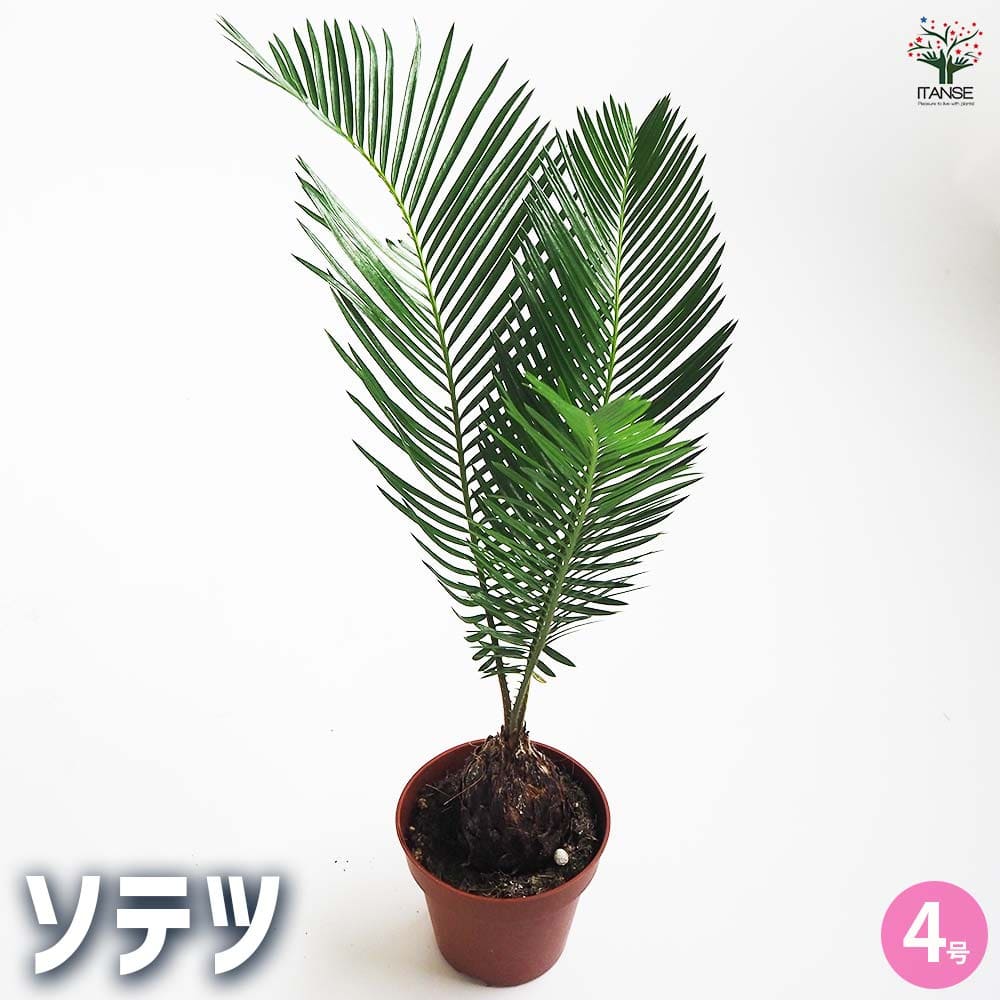 ソテツ 【観葉植物 4号／1個売り】