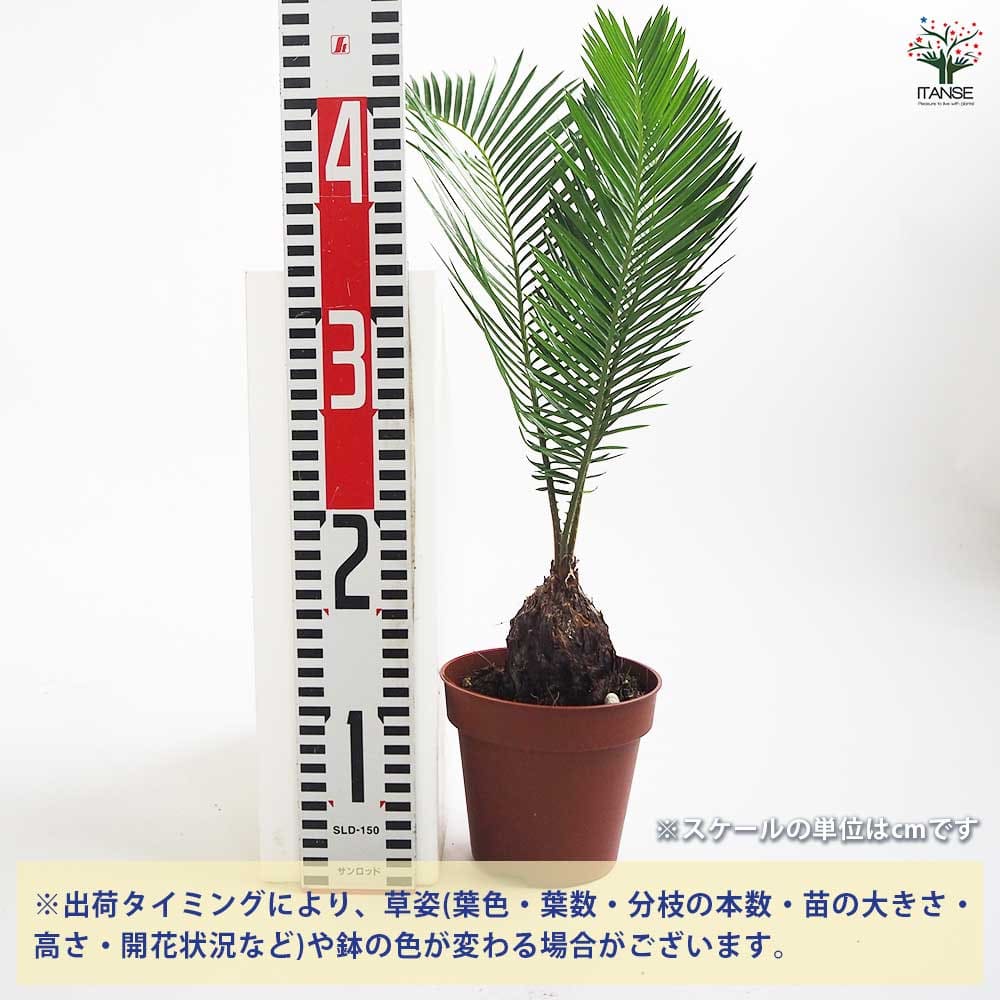 ソテツ 【観葉植物 4号／1個売り】