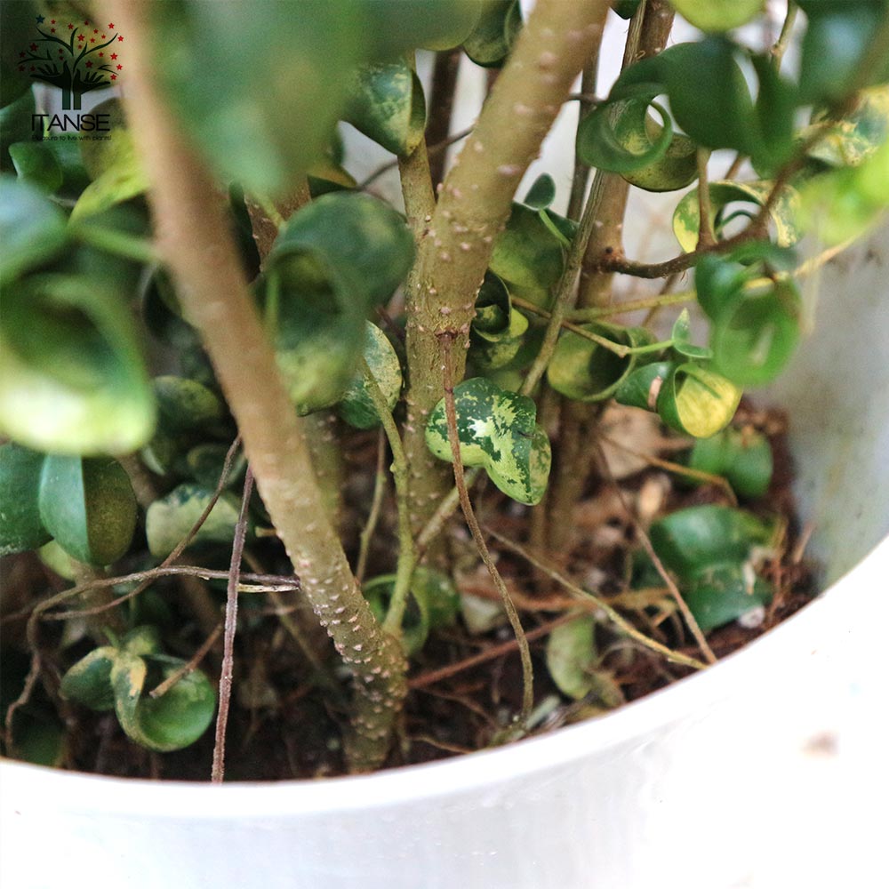 ベンジャミン・バロック 観葉植物【観葉植物 7号Lサイズ／1個売り】