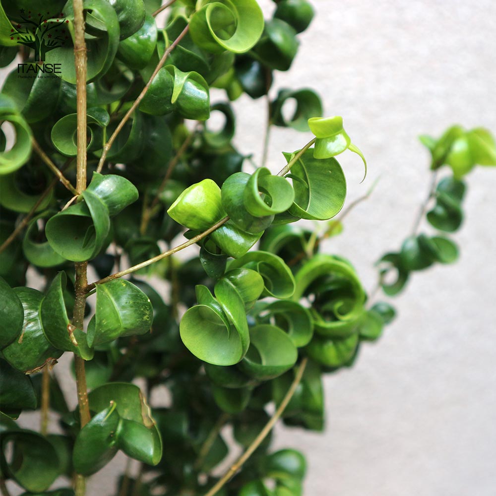 ベンジャミン・バロック 観葉植物【観葉植物 7号Lサイズ／1個売り】