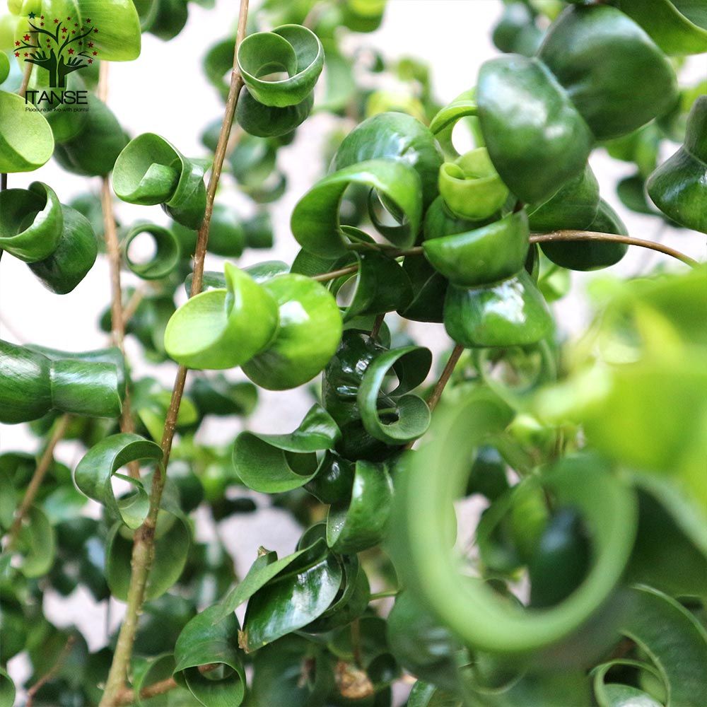 ベンジャミン・バロック 観葉植物【観葉植物 7号Lサイズ／1個売り】