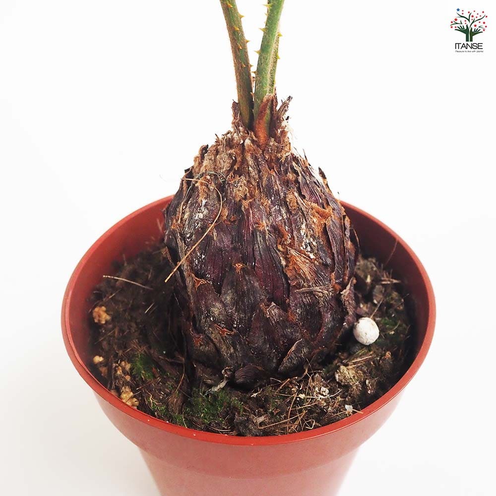 ソテツ 【観葉植物 4号／1個売り】