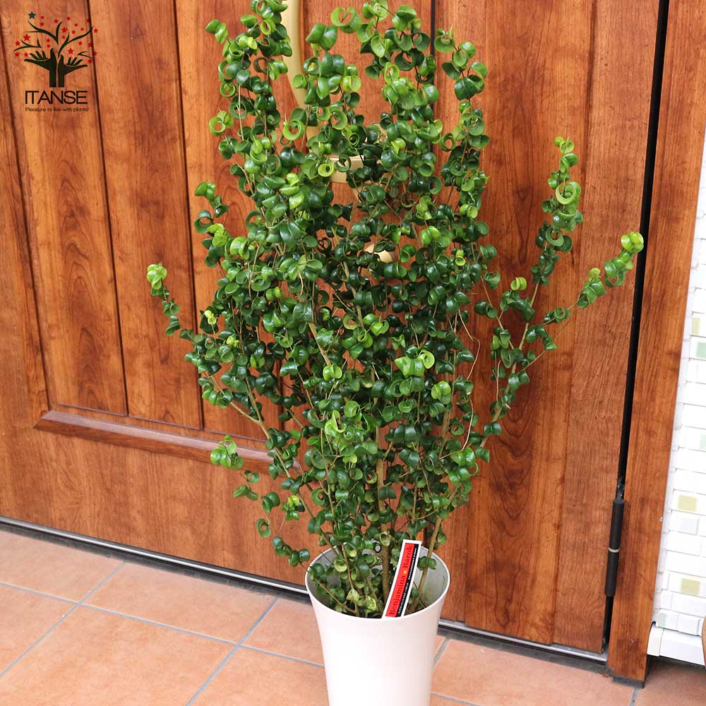 ベンジャミン・バロック 観葉植物【観葉植物 7号Lサイズ／1個売り】