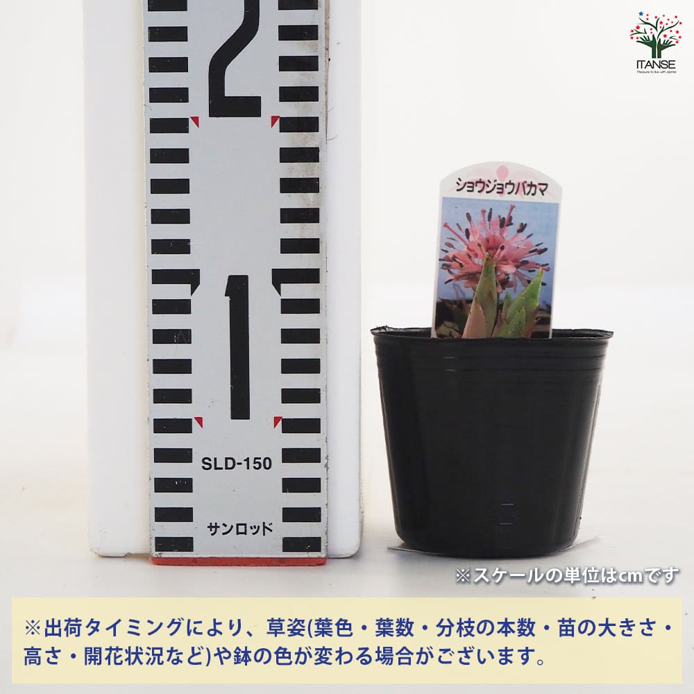 ショウジョウバカマ 【花苗 3号ポット】