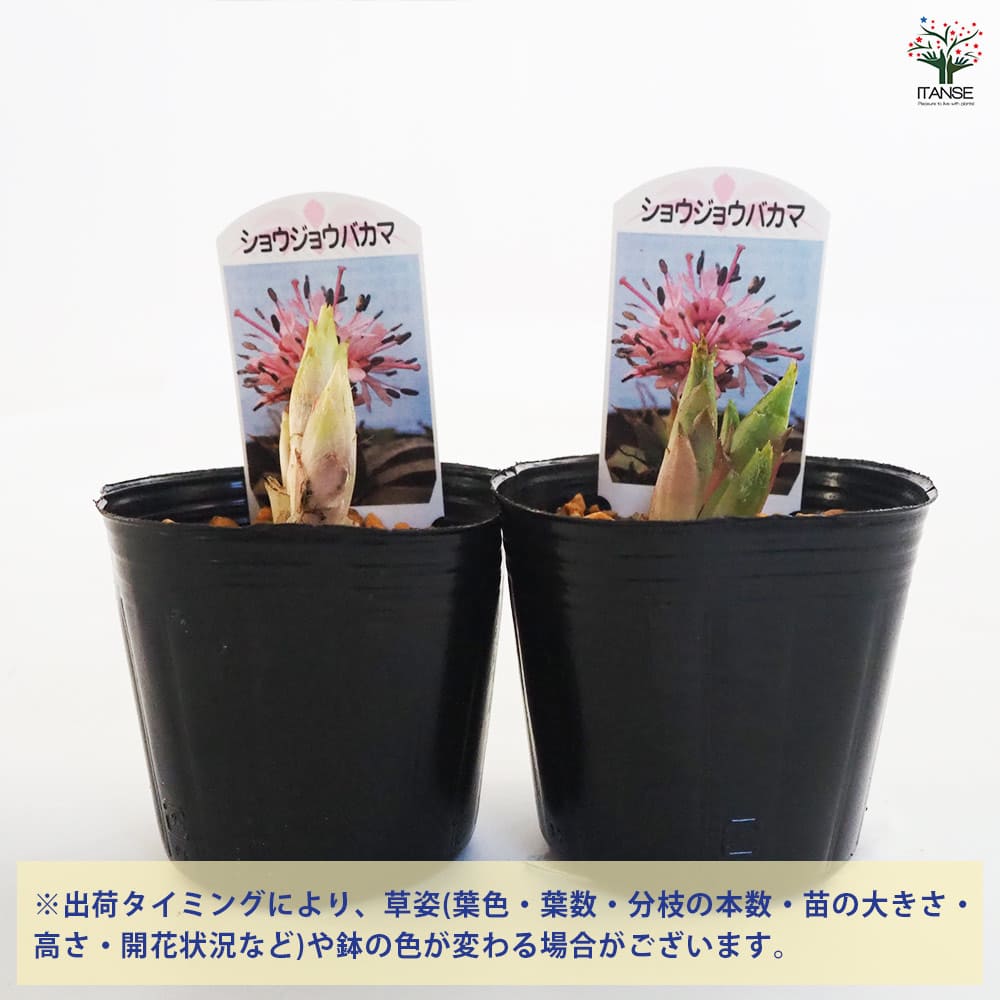 ショウジョウバカマ 【花苗 3号ポット】