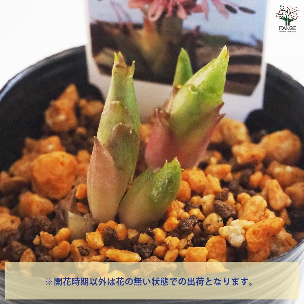 ショウジョウバカマ 【花苗 3号ポット】