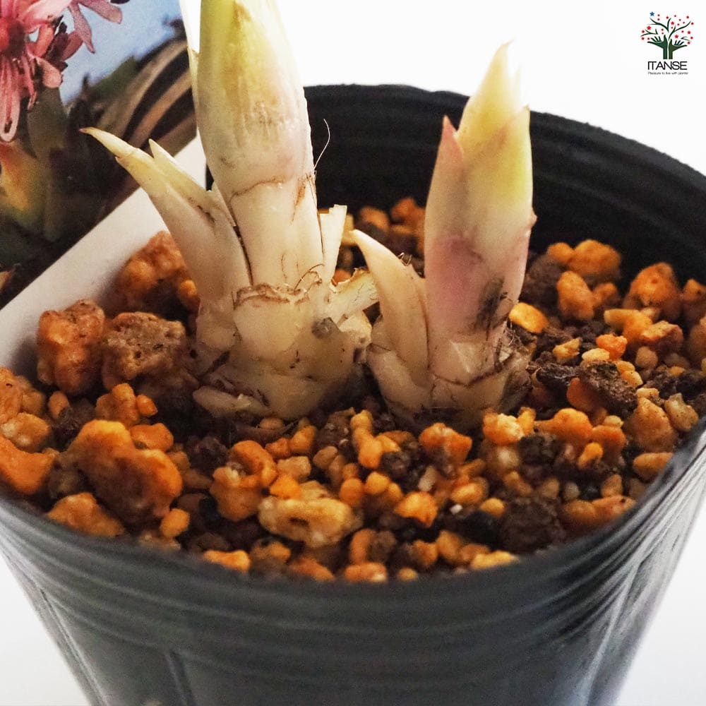 ショウジョウバカマ 【花苗 3号ポット】