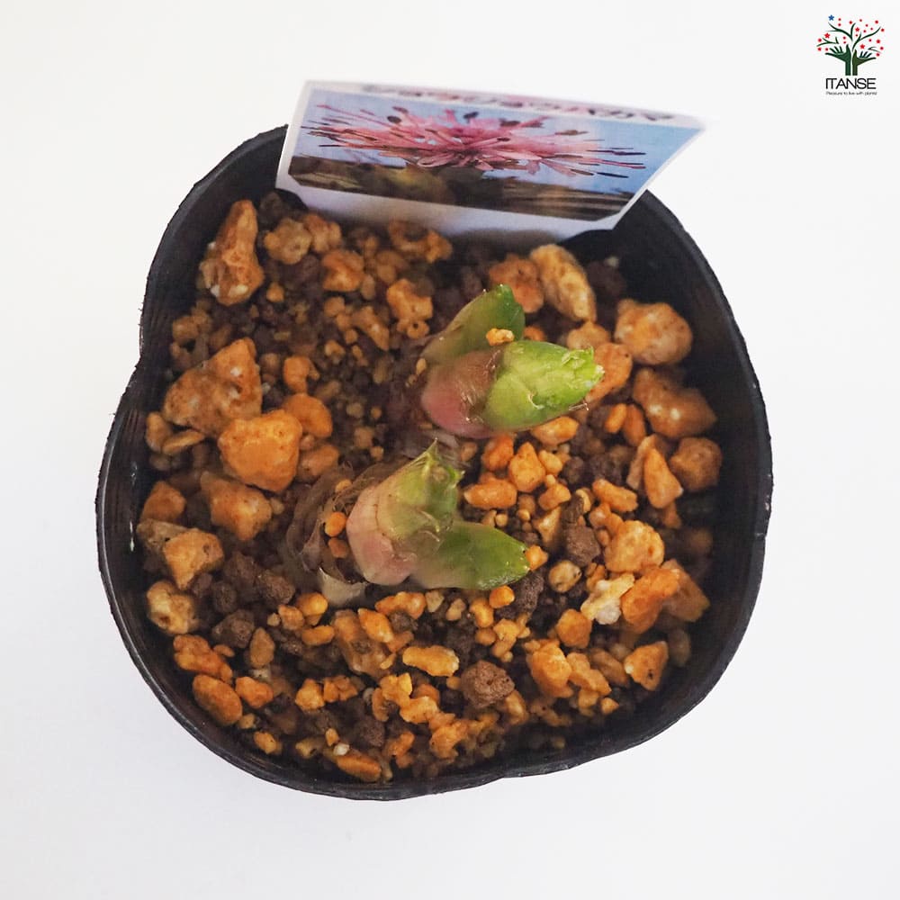 ショウジョウバカマ 【花苗 3号ポット】