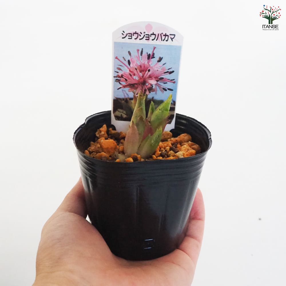 ショウジョウバカマ 【花苗 3号ポット】