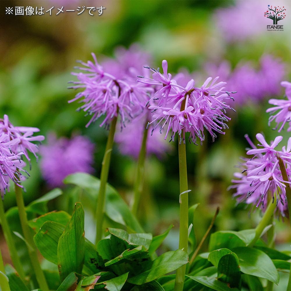 【２本セット】★バショウ　芭蕉★苗　極太株 ショウジョウバカマ 【花苗 3号ポット】｜ 【植物のITANSE】全品