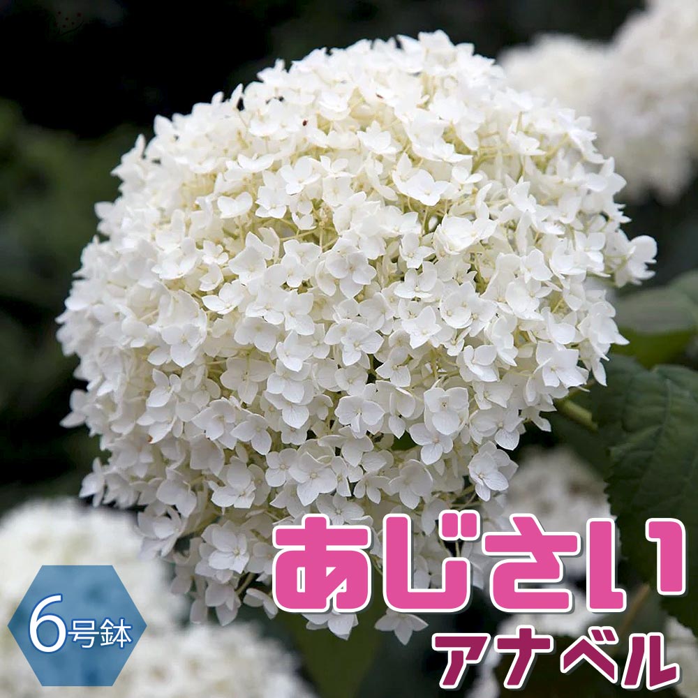 アジサイの苗木 アナベル【庭木 6号鉢／1個売り】｜ 【植物の
