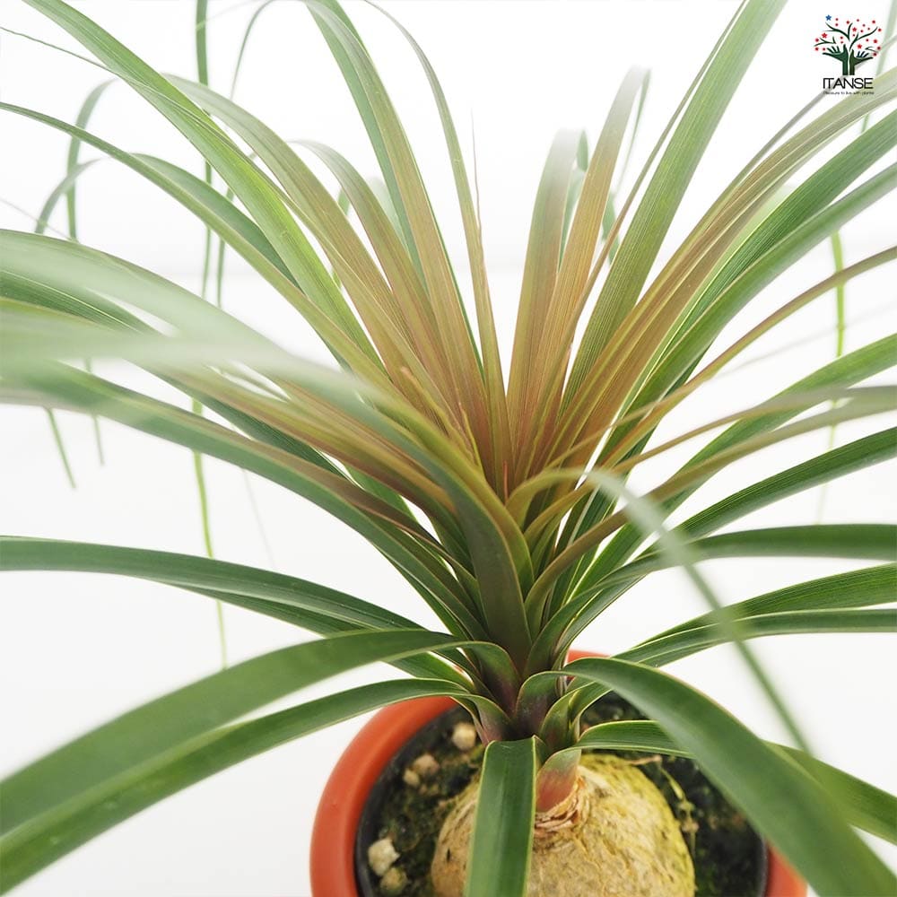 観葉植物 ポニーテール(トックリラン) 【観葉植物 6号／1個売り