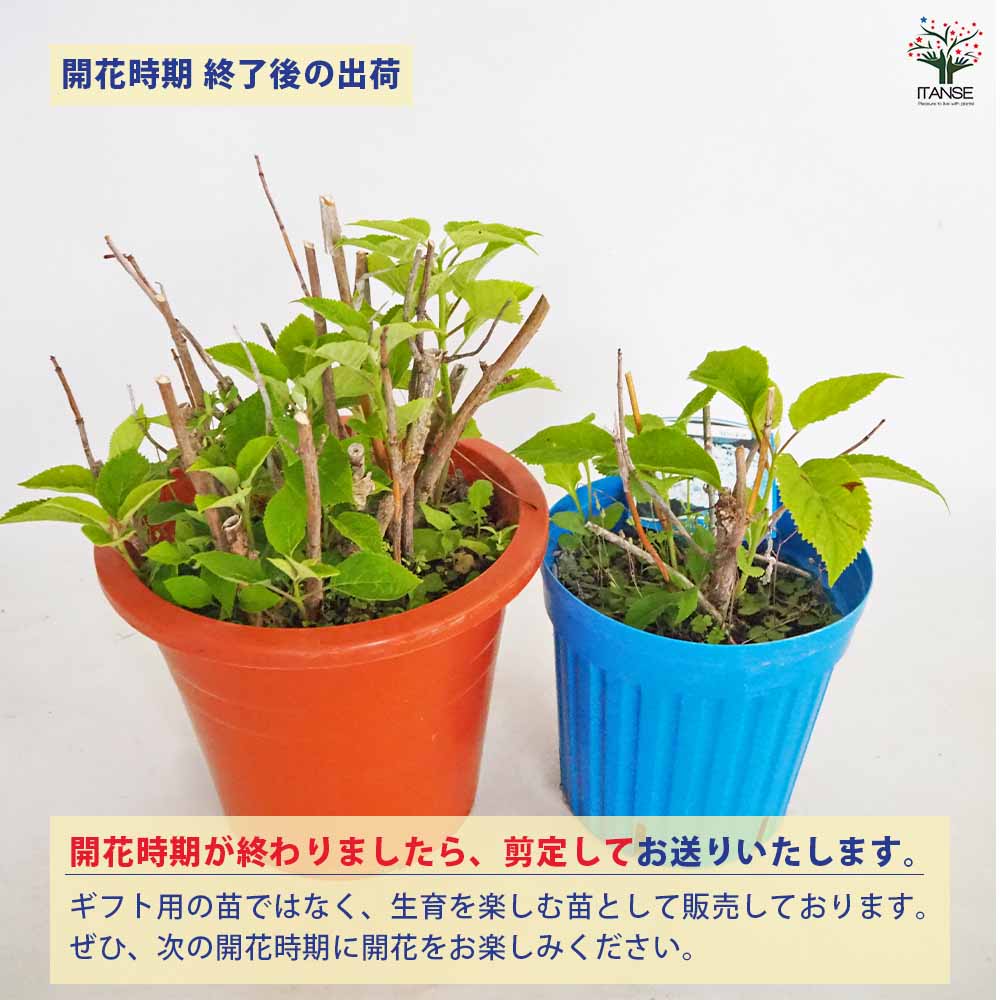 アジサイの苗木 アナベル【庭木 6号鉢／1個売り】｜ 【植物の