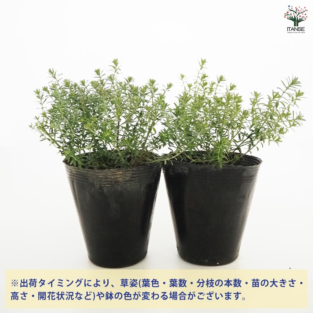 ウエストリンギア ブルージュエル 【花木苗 4.5号／1個売り】｜ 【植物