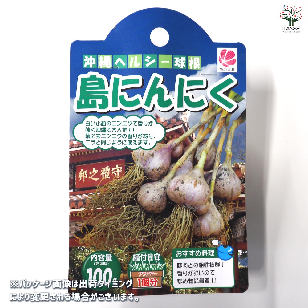 にんにく種球根 島にんにく【野菜の苗 ネット詰め野菜球根 充填時100g/1袋/1個売り】