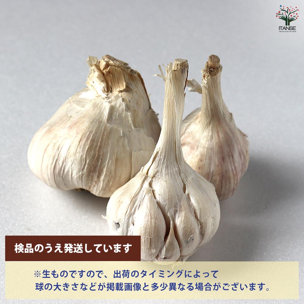 にんにく種球根 島にんにく【野菜の苗 ネット詰め野菜球根 充填時100g/1袋/1個売り】