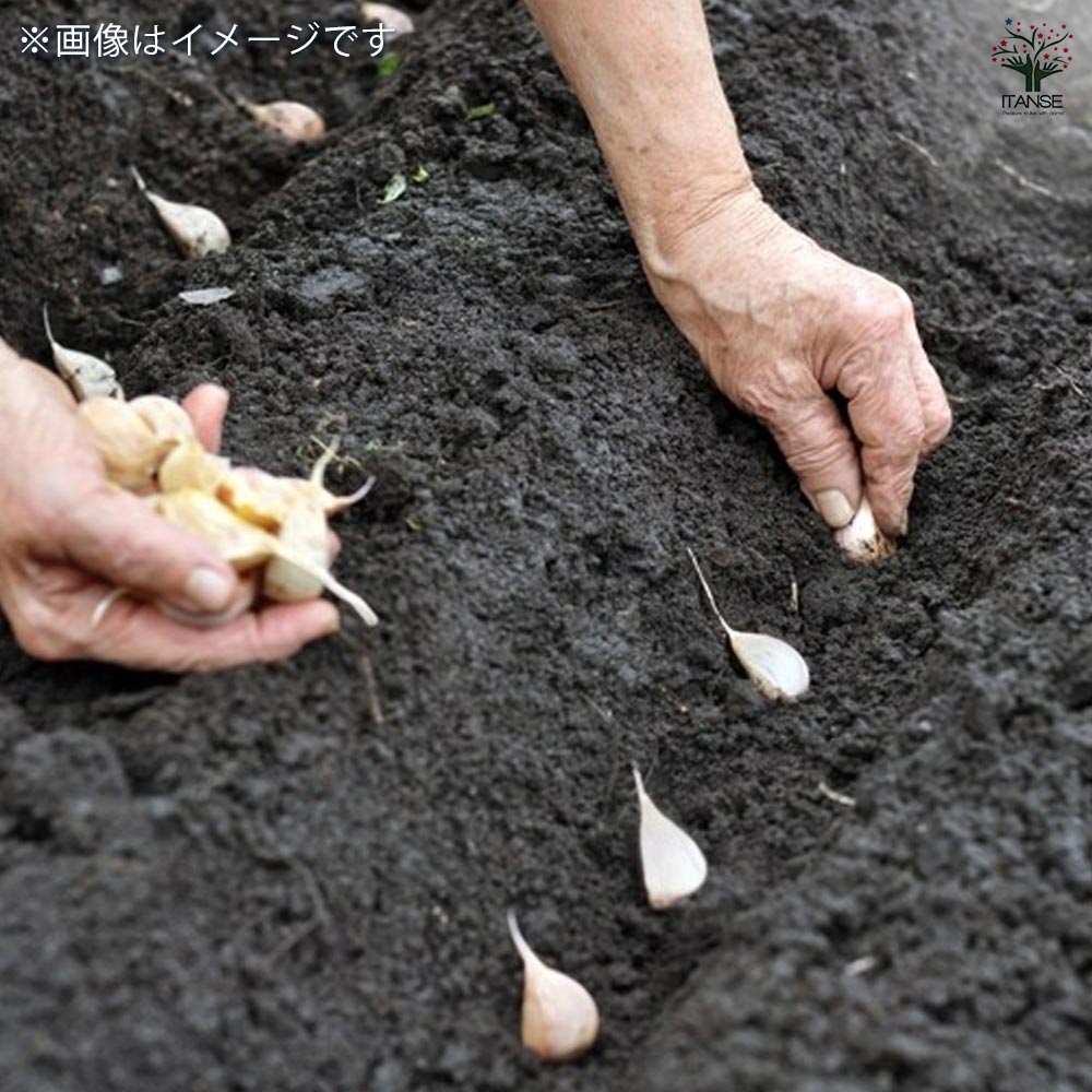 にんにく種球根 島にんにく【野菜の苗 ネット詰め野菜球根 充填時100g/1袋/1個売り】