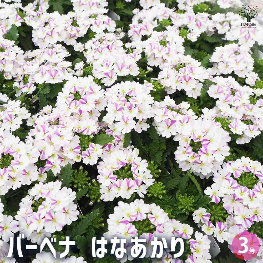 宿根バーベナ はなあかり 【花苗 3号】｜ 【植物のITANSE】全品