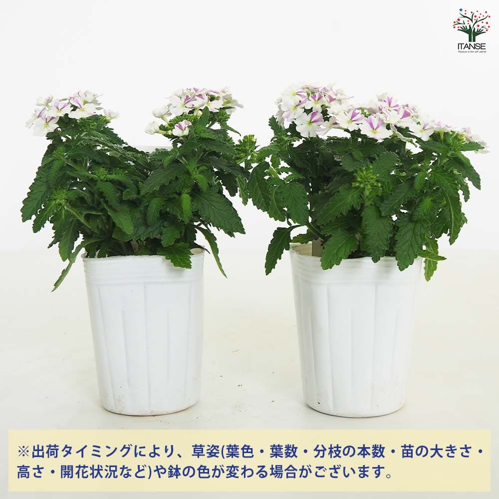 宿根バーベナ はなあかり 【花苗 3号】｜ 【植物のITANSE】全品