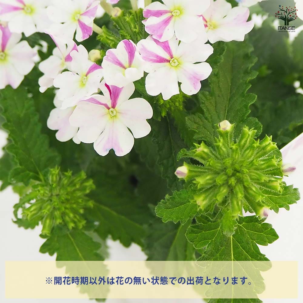 宿根バーベナ はなあかり 【花苗 3号】｜ 【植物のITANSE】全品