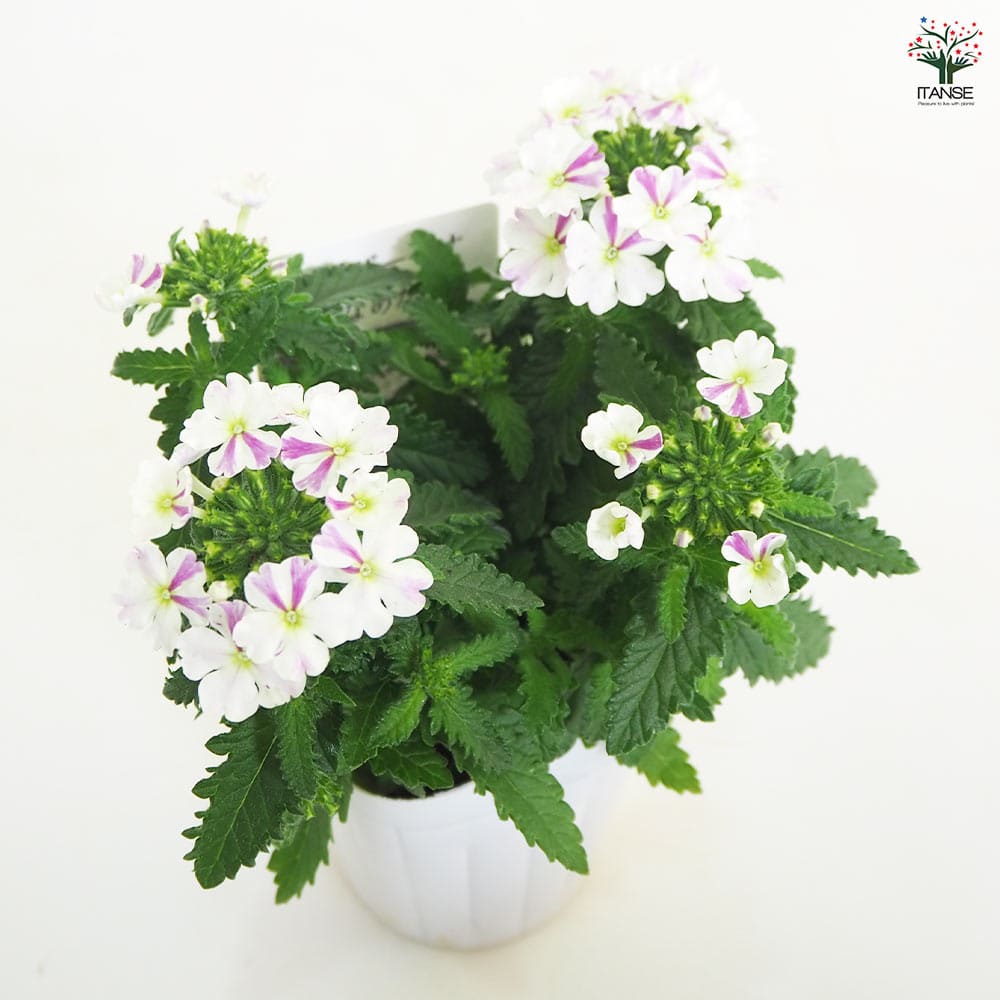 宿根バーベナ はなあかり 【花苗 3号】｜ 【植物のITANSE】全品