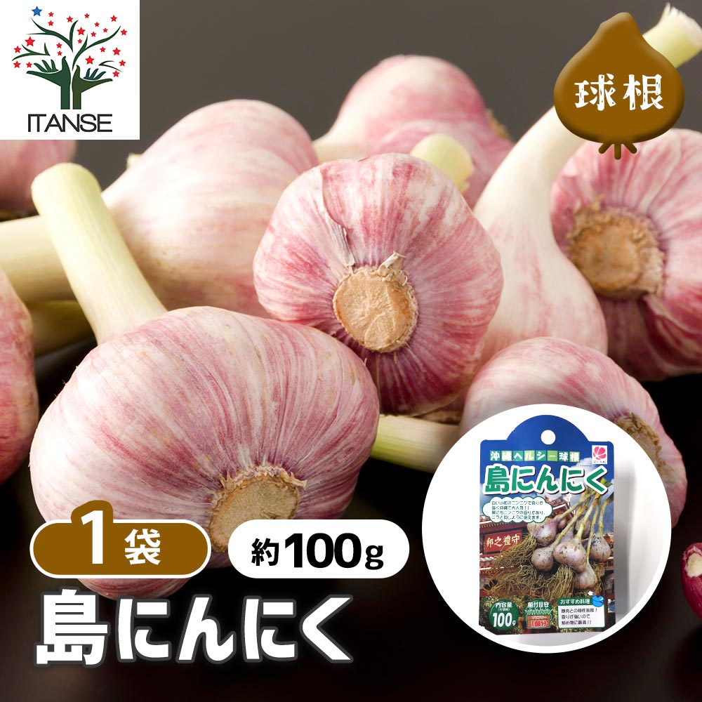 にんにく種球根 島にんにく【野菜の苗 ネット詰め野菜球根 充填時100g/1袋/1個売り】