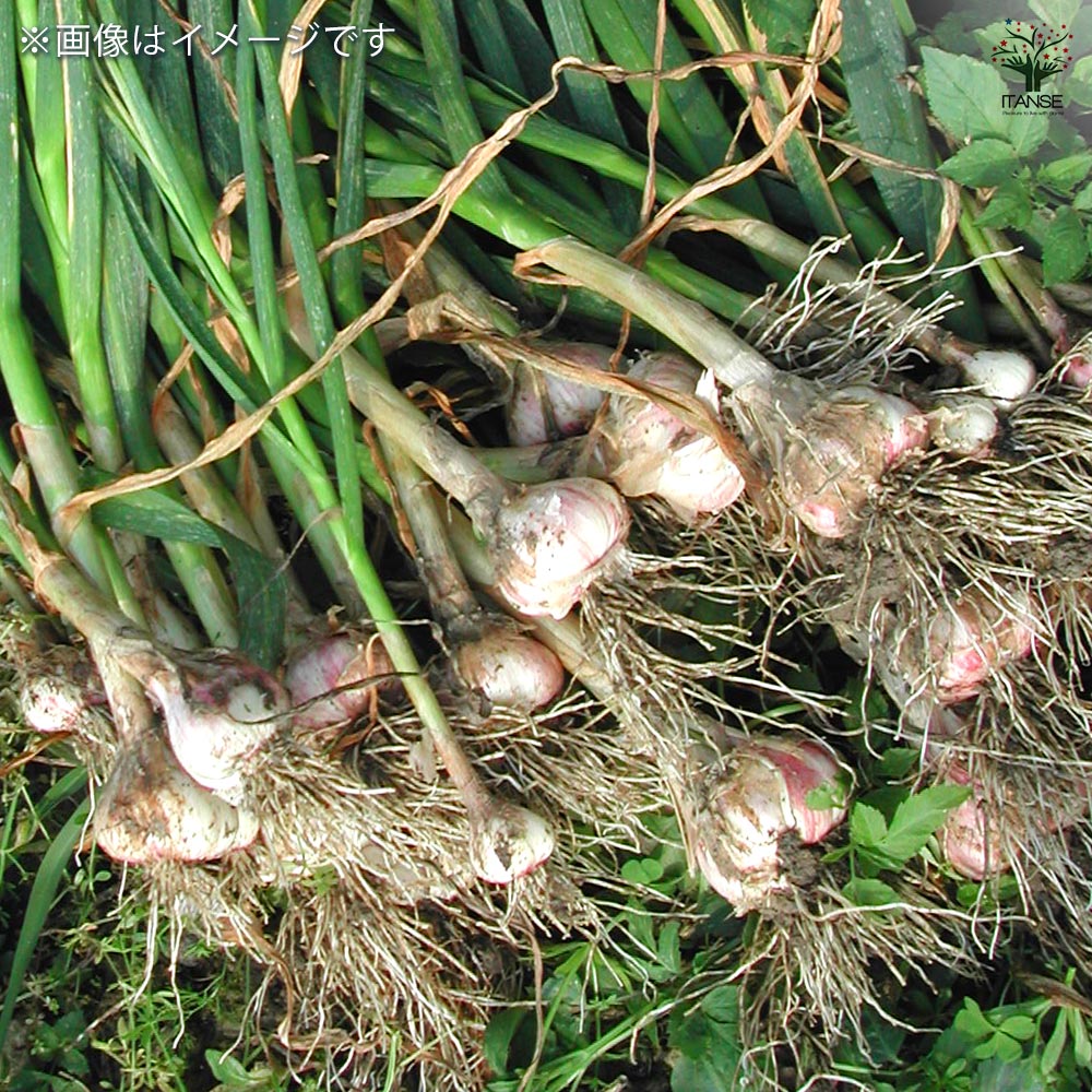 にんにく種球根 島にんにく【野菜の苗 ネット詰め野菜球根 充填時100g/1袋/1個売り】