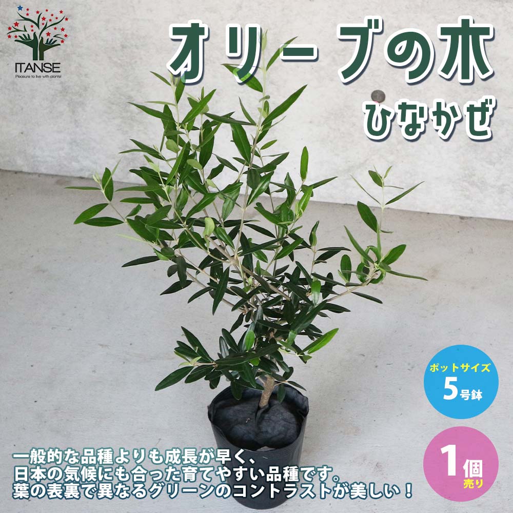 オリーブの木　ひなかぜ　8号　約150cm　K-213　現品掲載 ひなかぜ（オリーブの木）｜Mサイズ｜K-231｜約150cm｜初心者
