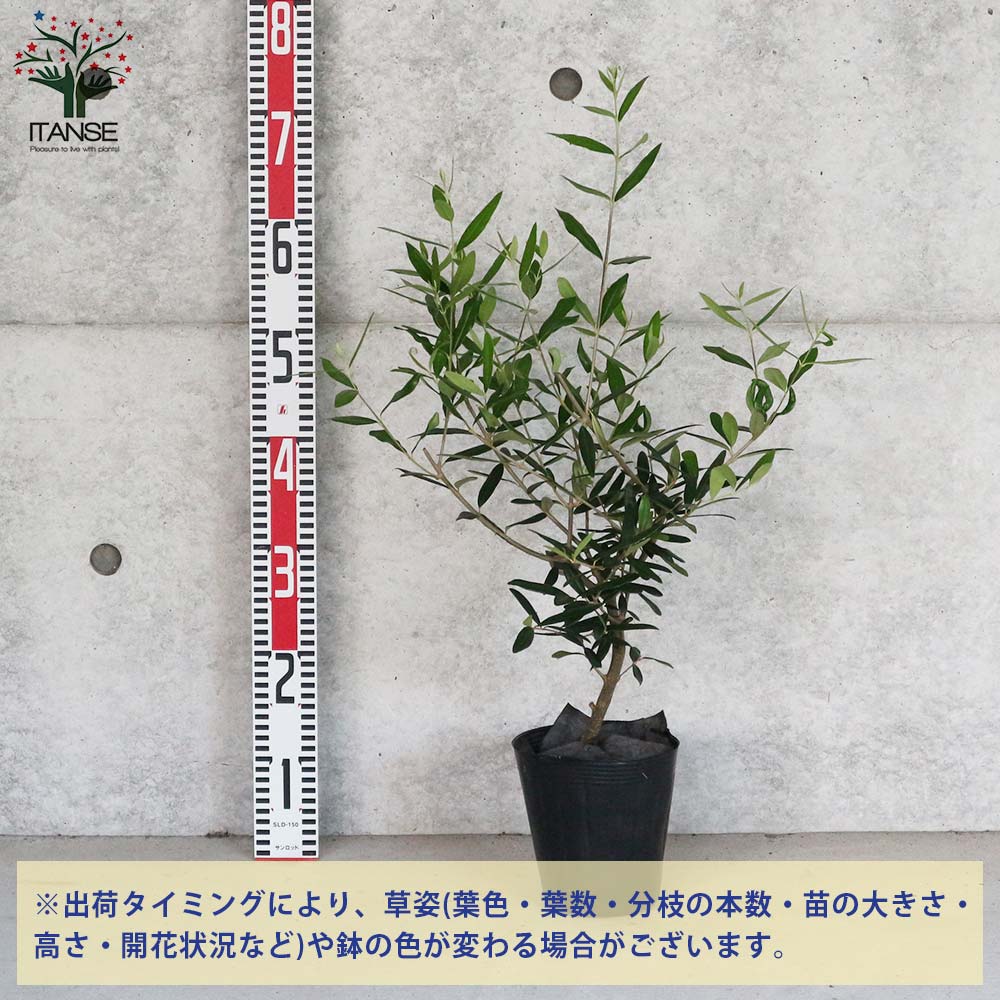 オリーブの苗木 ひなかぜ 【果樹の苗木 5号ポット苗 2年生 挿し木苗／1個売り】