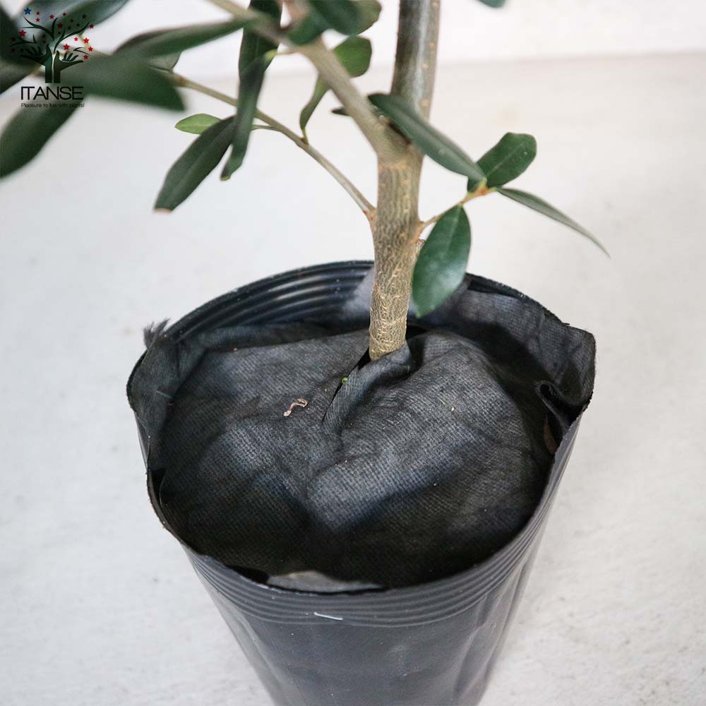 オリーブの苗木 ひなかぜ 【果樹の苗木 5号ポット苗 2年生 挿し木苗／1個売り】