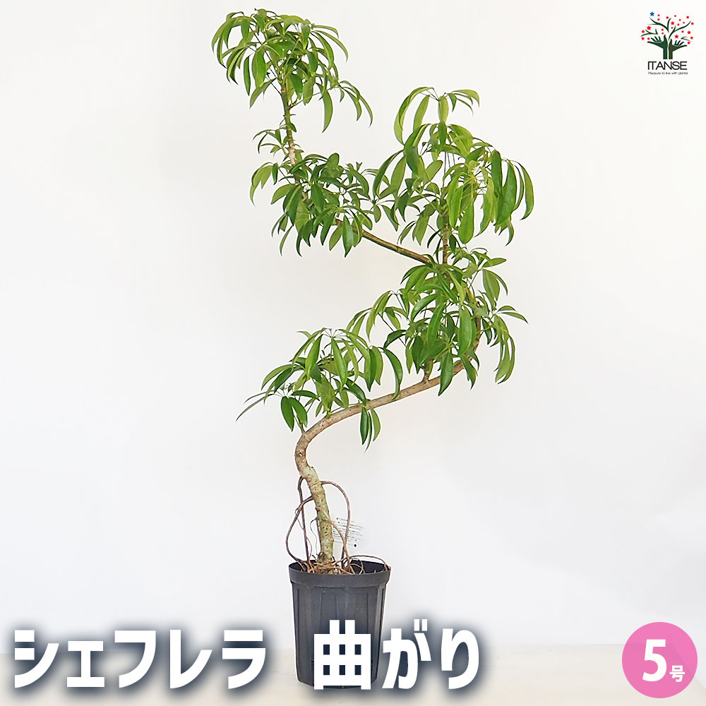 シェフレラ 曲がり 【観葉植物 5号／1個売り】｜ 【植物の