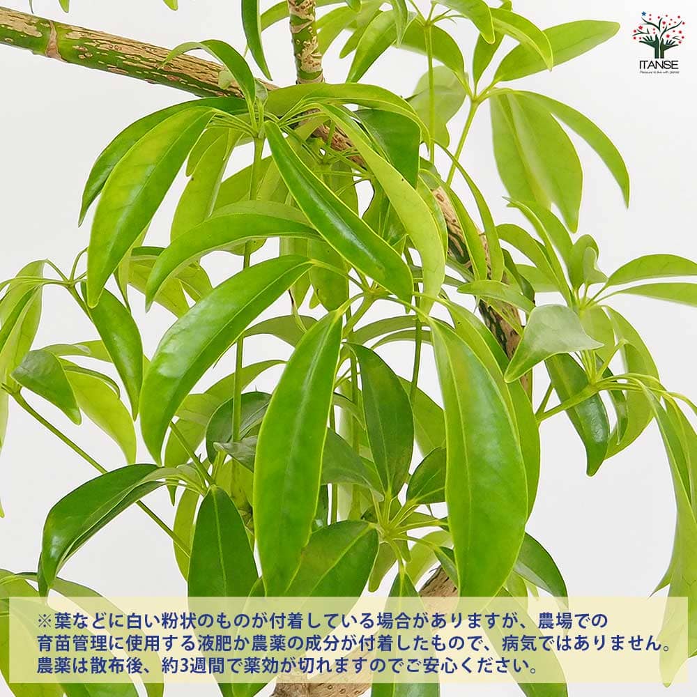 シェフレラ 曲がり 【観葉植物 5号／1個売り】｜ 【植物のITANSE