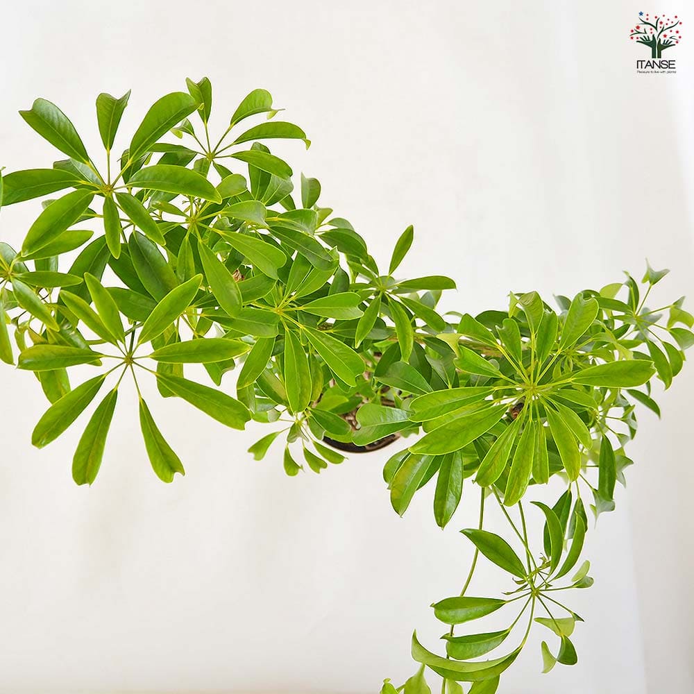 シェフレラ 曲がり 【観葉植物 5号／1個売り】｜ 【植物のITANSE